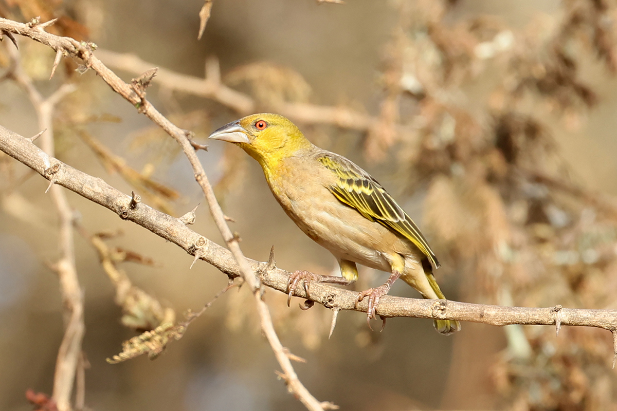 Village Weaver